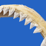 bull shark jaws and teeth