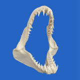 large mako shark jaws