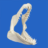 large mako shark jaws for sale