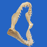 large mako shark jaws for sale