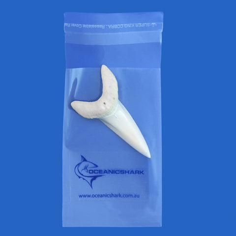 large mako shark tooth