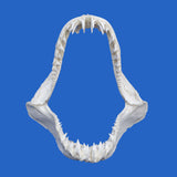 large shark jaws