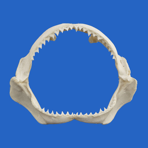 large shark jaws