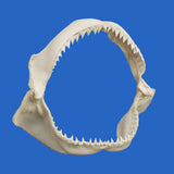 large shark jaws