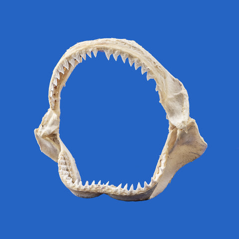 large shark jaws