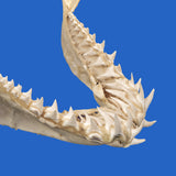 large shark jaws australia for sale