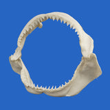 large shark jaws for sale