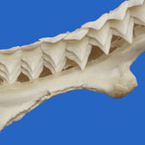 large shark jaws for sale online