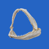 large shark jaws online