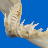 Close-up of a shark's teeth on a blue background