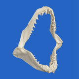 Real Shortfin Mako shark jaws viewed from the side