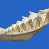 Close-up of genuine Shortfin Mako shark teeth and jaw