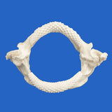 Front view of pelagic stingray jaw showing complete oval dental plate