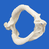 Real pelagic stingray jaw (Pteroplatytrygon violacea), ethically sourced fishery by-product
