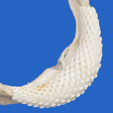 Close-up of real Pelagic Stingray jaw teeth showing the dense arrangement of small, pointed teeth and natural jaw structure.