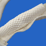 Close-up detail of pelagic stingray jaw crushing-plate teeth texture