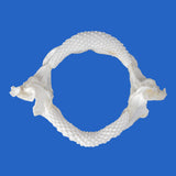 Front view of genuine Pelagic Stingray jaws displaying the curved structure and multiple rows of tightly arranged teeth.