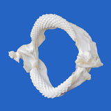 Real Pelagic Stingray jaw specimen showing the complete jaw structure and arrangement of teeth against a blue background.