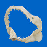 Real Blue Shark jaws showing the natural tooth arrangement