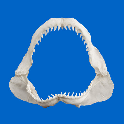 Front view of genuine Blue shark jaws (Prionace glauca), real shark jaws for sale Australia, ethically sourced marine specimen