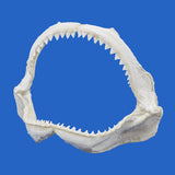 Authentic Bull Shark jaws angled left view showing full tooth row and jaw structure