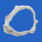 Authentic Bull Shark jaws angled right view showing full tooth row and jaw structure
