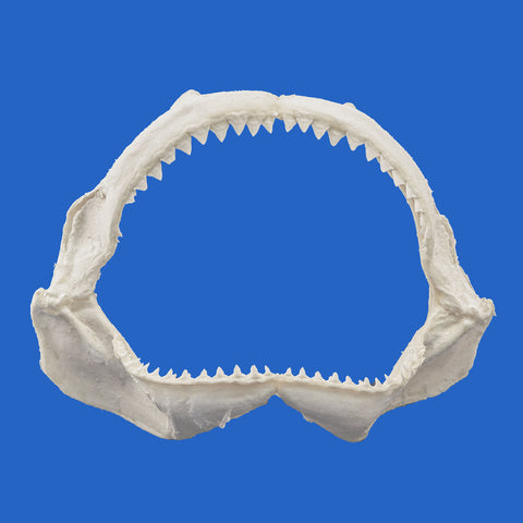 real bull shark jaws front view, authentic display specimen