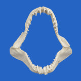 Genuine Shortfin Mako shark jaws, front view, 24 × 26 cm