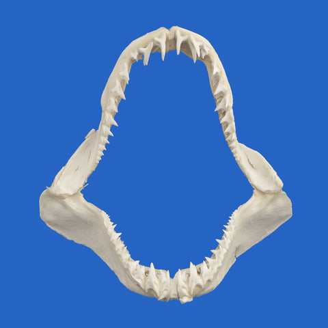 Genuine Shortfin Mako shark jaws, front view, 24 × 26 cm