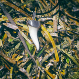 Real Mako shark tooth pendant in solid 925 sterling silver, on the seagrass background