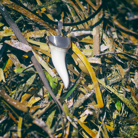 Real Mako shark tooth pendant in solid 925 sterling silver, on the seagrass background