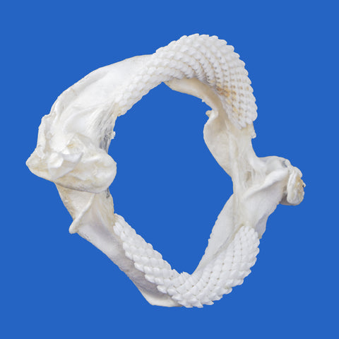 Genuine Pelagic Stingray jaws (Pteroplatytrygon violacea) showing distinctive curved jaw structure and rows of small teeth, photographed against a blue background.