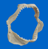 Real Tiger Shark Jaws side view for marine specimen display