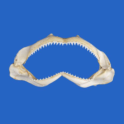 Genuine Silky Shark jaws (Carcharhinus falciformis) displaying the complete jaw structure and rows of sharp triangular teeth against a blue background.