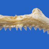 Close-up of genuine Silky Shark jaw showing sharp, triangular shark teeth with finely serrated edges and natural bone structure.