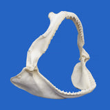 Right side view of real spinner shark jaws showing multiple rows of natural shark teeth and jaw structure