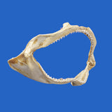 Real Spinner Shark jaws photographed from the side, showing the natural jaw structure