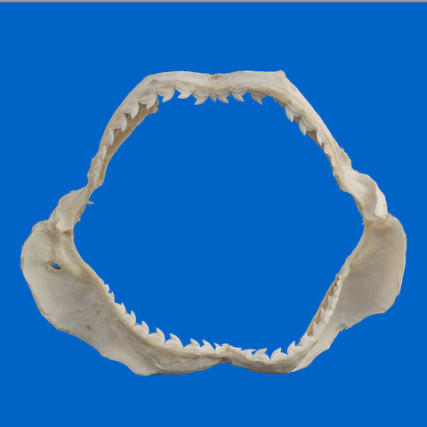Real Tiger Shark Jaws genuine ethically sourced shark jaws display