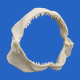 real bull shark jaws