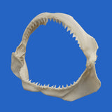 real bull shark jaws for sale