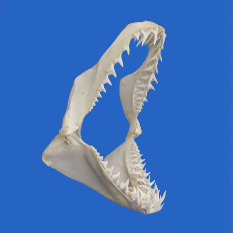 real mako shark jaw