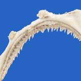 real shark jaw