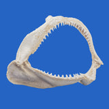 real shark jaws