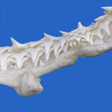 real shark jaws and teeth for sale