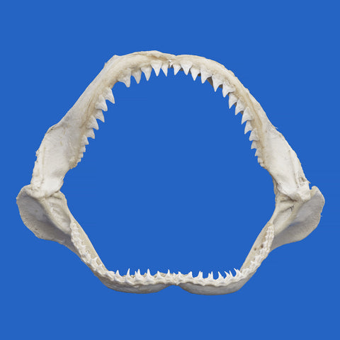 shark jaws display
