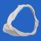 real shark jaws for sale