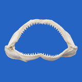 real shark jaws for sale