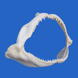 real shark jaws for sale