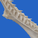 hammerhead shark teeth on real shark jaws