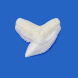 real shark teeth for sale